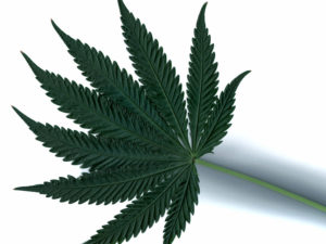 Liść Cannabis Indica